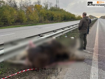 У Житомирській області в ДТП загинула самка червонокнижного лося