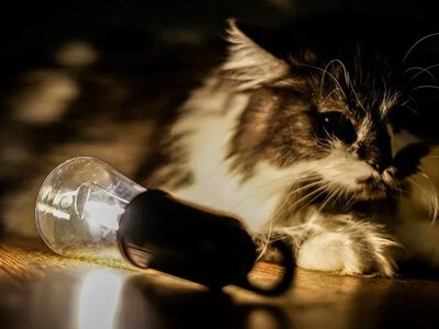 На Миколаївщині 25 жовтня відключать світло на Корабельній та Єланецькій дільницях