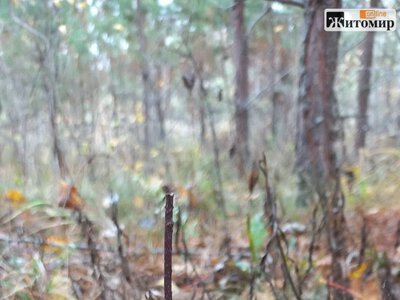 Грибний сезон не здається: на Коростенщині наприкінці жовтня знаходять гриби. ФОТО