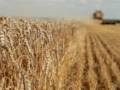 Українські аграрії зібрали понад 58 млн тонн зернових та олійних культур