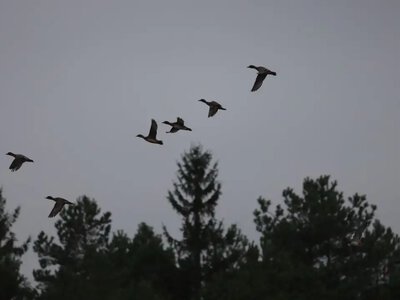 Червонокнижний гість та міграція: у Нобельському нацпарку на Рівненщині провели обліки птахів