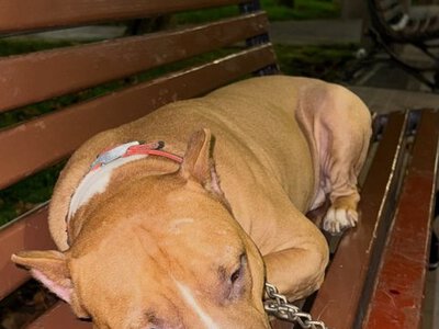 “Зворушлива історія покинутого собаки з запискою: як ТЦК став домівкою для безпорадного підопічного”