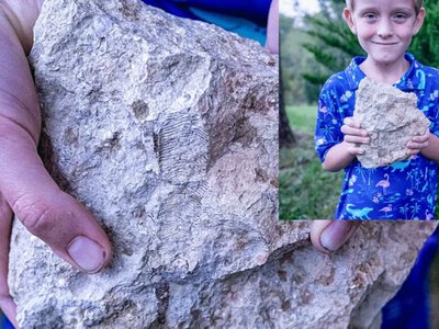 Камінь приховував давню таємницю: шестирічний хлопчик знайшов рідкісну скам’янілість