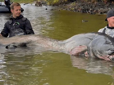 У водосховищі спіймано найдовшого сома у світі: довжина риби становить 2,92 метра