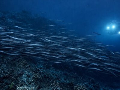 Біля Тасманії оцінили скупчення до 2,8 млн глибоководних вугрів — ScienceAlert