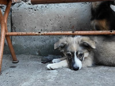  У Херсоні збільшили фінансування на поводження з безпритульними тваринами 