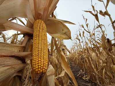 Як обрати гібриди кукурудзи DEKALB з огляду на уроки сезону