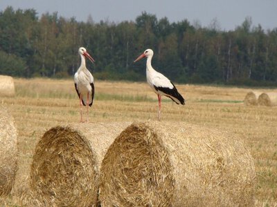 Озимий Дизель дістанеться нових громад: що змінилося для аграріїв