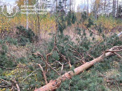 Зрізані 1022 берези та сосни зацікавили СБУ на Коростенщині