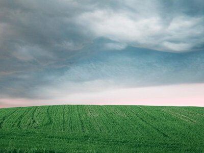 Майбутній врожай та ціни: аграрії вже засіяли понад 80% площ озимими