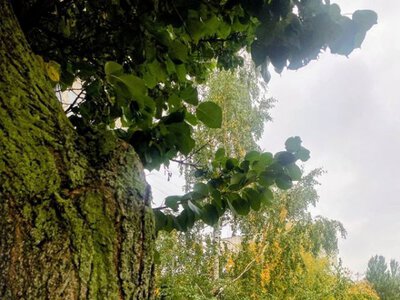 На Черкащину насувається похолодання: коли можливий перший сніг
