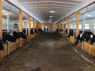 Металевий дах корівника посилює теплове навантаження