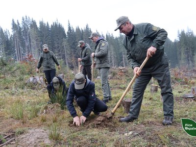 На Буковині цієї осені планують відновити 160 гектарів лісу