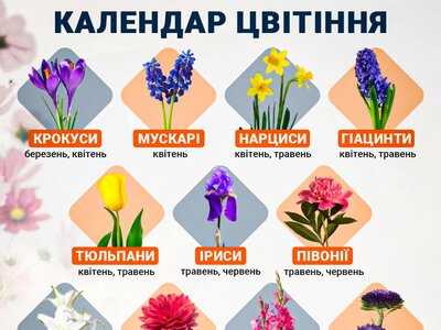 Як правильно садити тюльпани восени: поради садівниці