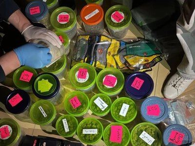 У Києві наркоділки маскували посилки кормом і милом: вилучили наркотики на 10,5 млн грн