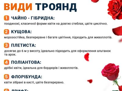 Жовтнева обробка троянд: молоко проти хвороб