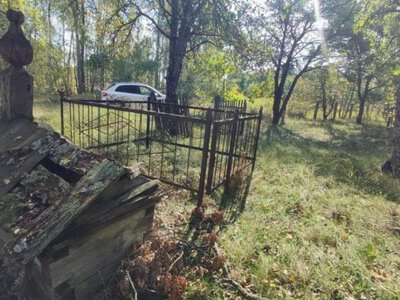 Біля Чорнобиля знайшли дерева з окружністю стовбура понад 5 метрів - що сталося з природою за 40 років