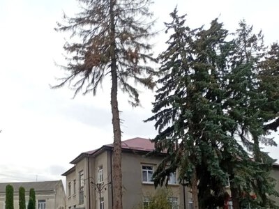 У Зборові сперечаються через зрізання дерев біля лікарні: безпека чи втрата зеленої зони?