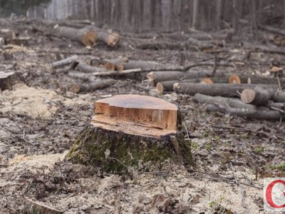 Дерева рубають невідомі, а мільйони платять громади: чому так відбувається на Житомирщині