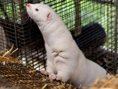 Фінляндія прагне отримати виняток від європейських обмежень на розведення норок