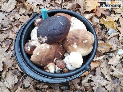 Наприкінці жовтня у Тетерівському лісі під Житомиром назбирали відро грибів. ФОТО
