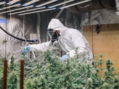 Нацполіція України знешкодила 150 організованих груп у боротьбі з наркобізнесом