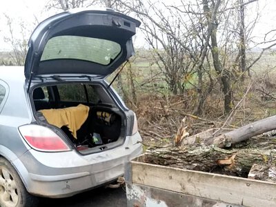 На Миколаївщині чоловіка оштрафували за дрова без документів