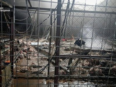 Російські дрони атакували птахофабрику на Київщині: врятували 15 тисяч птахів