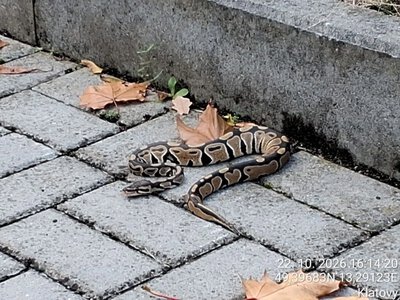 У чеських Клатовах посеред вулиці знайшли королівського пітона