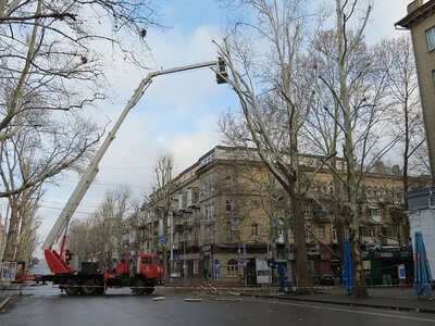 Кримінальна справа через обрізку дерев у Миколаєві: прокуратура призначила додаткові експертизи