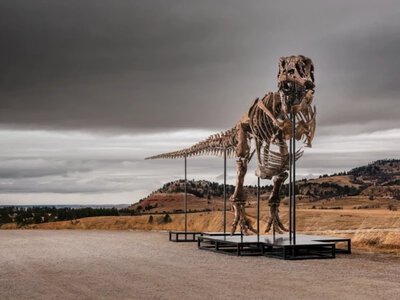 Продано за 47 мільйонів доларів: на аукціоні пішов з молотка скелет тиранозавра