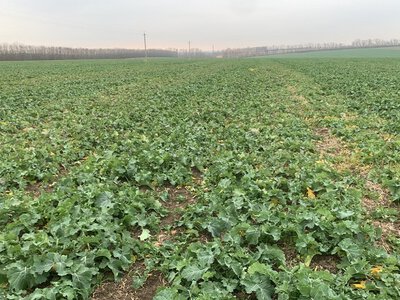 Озимий ріпак потерпає від шкідників та хвороб