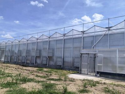 Китайська компанія збудувала томатну теплицю в Румунії