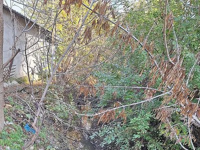 Скидання каналізації в озеро в парку «Ліски»: у Миколаєві перевірять воду та стан трубопроводу