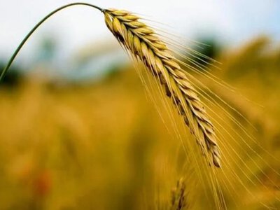 Фермер знайшов на горищі загадкове насіння і виростив пшеницю з Біблії