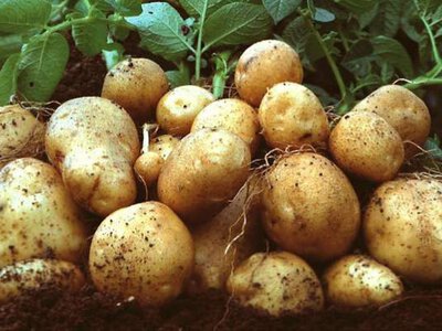 Картопля взимку може стати вдвічі дорожчою: до якої ціни готуватися українцям