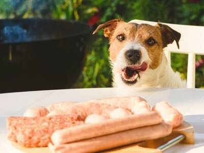 Господарі часто роблять цю помилку: які продукти можуть серйозно нашкодити собаці
