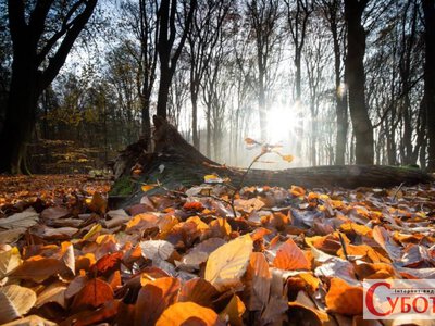 Хмарно, але переважно без опадів: погода в Житомирі й області 31 жовтня та 1 листопада