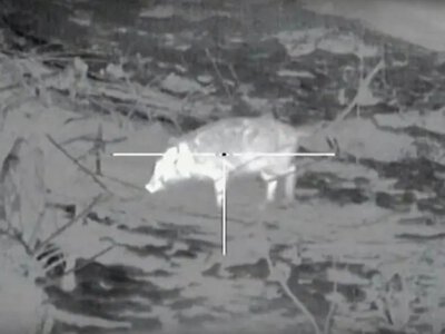 На Ковельщині чоловіка оштрафували за незаконне полювання на кабана біля Пустинки