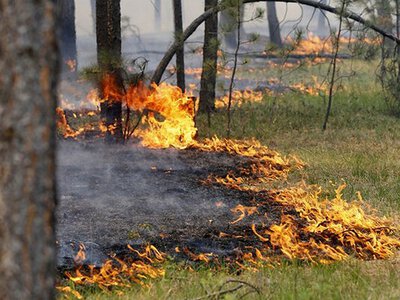 В Україні помітили незвичайний гриб, який любить вогонь: чим особлива піронема (фото)