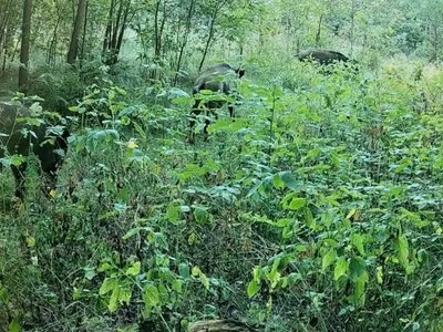 У нацпарку на Рівненщині фотопастка зняла сімейство диких свиней