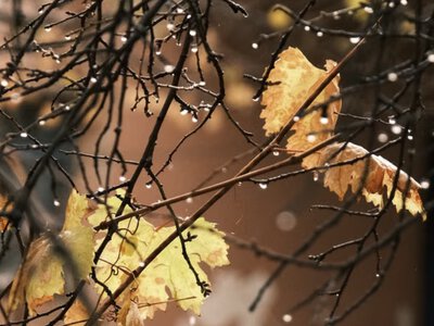 Прогноз погоди на вихідні: похолодає, у Карпатах можливий мокрий сніг
