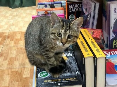 Кішку знайшли на смітнику, а тепер вона працює у книгарні: історія Цирцеї з Полтави