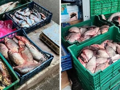 Рибоохоронці Херсонщини викрили незаконний продаж 8 кілограмів тарані