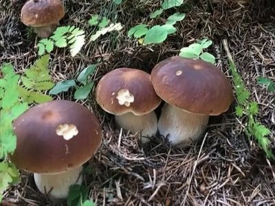 Троє людей уже заблукали: на Рівненщині рятувальники закликають грибників бути обережними