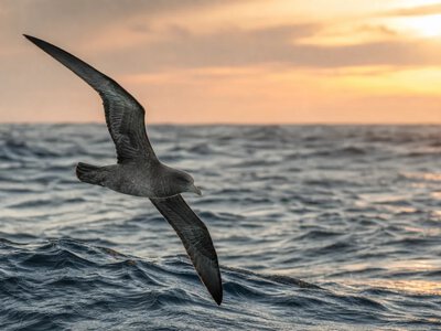 Морські птахи збивають внутрішній годинник під час далеких перельотів