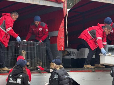Першими до України прибули врятовані з окупованих Олешок тварини