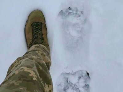 Ведмідь поблизу кордону: на Закарпатті виявили свіжі сліди хижака (ФОТО)