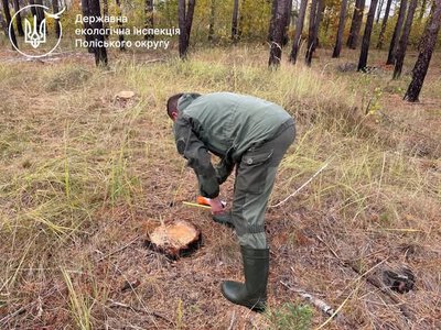 Коростенський район: нова перевірка ДП «Грозинське» виявила незаконну порубку дерев на понад 11,29 млн грн