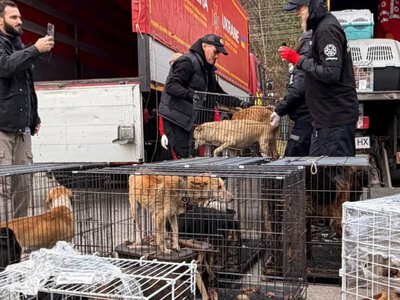  UAnimals доправили врятованих з Олешків тварин до ветцентру 